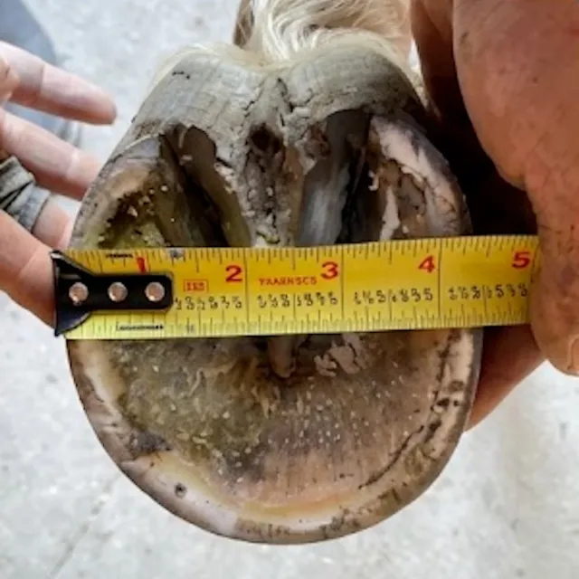 A barefoot hoof with a tape measure straight across its widest point