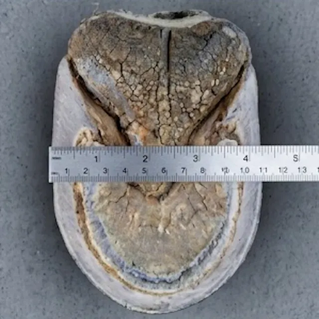 A donkey hoof with a ruler straight across its widest point
