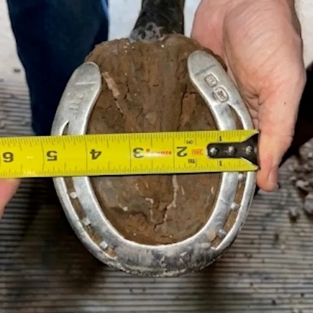 A shod hoof with a tape measure straight across its widest point
