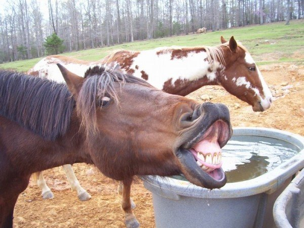 Image result for horse on drugs