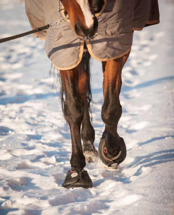 Black Cavallo Trek Boots & Pastern Wraps in snow Winter