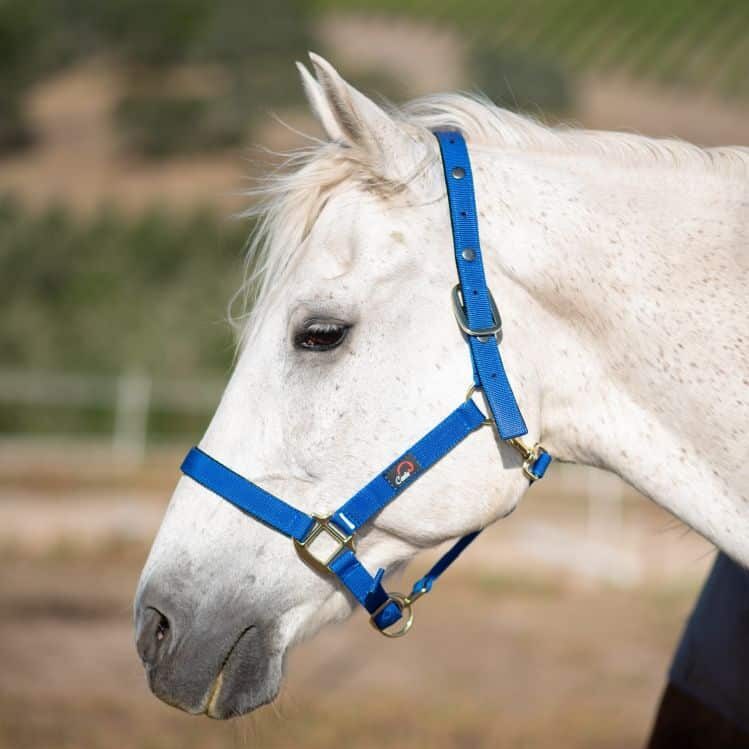 Blue Breakaway halter by Cavallo Hoof Boots