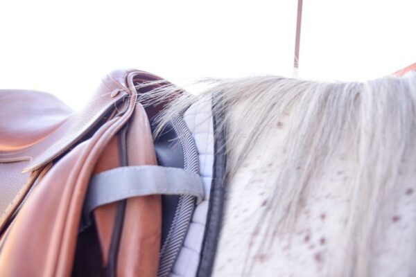 Cavallo English Saddle Pad under saddle