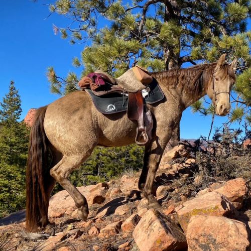 Carry Me - Natural Horseman Saddles