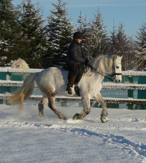 Dressage horse in snow with Green Trek Boots