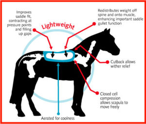 Horse-diagram-with-Lightwei_000