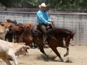 Monty Roberts using Cavallo Full Monty Saddle Pad - cattle LR