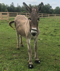 Daisy mini donkey recovering laminitis Cavallo Trek Hoof Boot