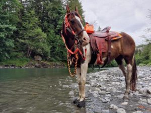 Cavallo Trek horse hoof boots