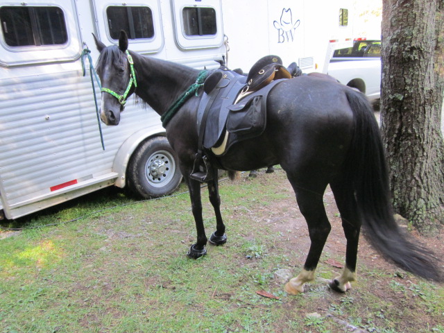 A picture of Harley that I took right after we got back from that ride, with his boots still on. :)