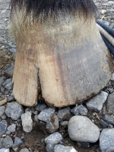 Prevent Cracking Hooves with hoof boots