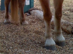 Horse Hoof Boots