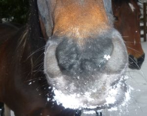 During the Wetter months 2-Snowy horse muzzle pic