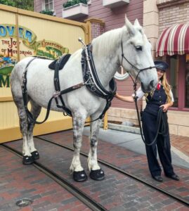 Cavallo BFB Draft sized hoof Boots on Disney Horse - Disneyland