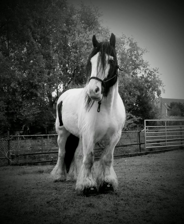 Big Foot Hoof Boots Cavallo's Draft Size Horse Boots