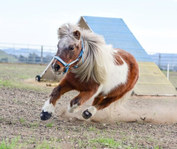 Cavallo CLB Boots on a 30 Year Old Mini horse