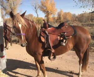 Cavallo Western Wool Saddle Pad on horse