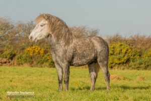 Image of Noah, Emma Massingale's Eriskay Pony.