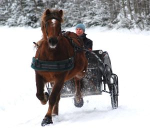 Winter carriage driving in Cavallo Hoof Boots