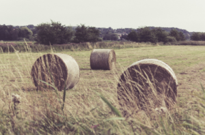Photo of hay by Christian Hebell