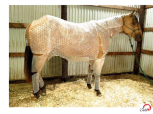 Horse in bubble wrap
