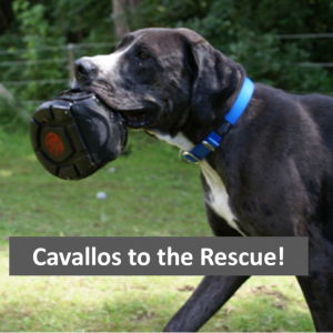 Dog with Cavallo Hoof Boot