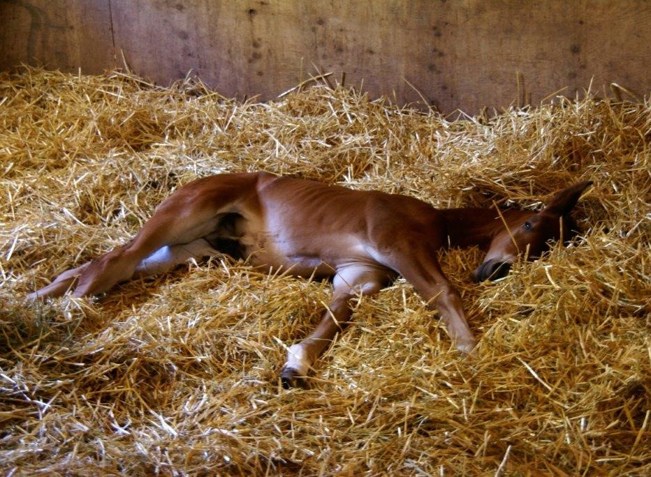 Baby Foal named Raven sleeping in her stall