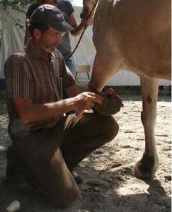 Dr. Tomas Teskey examines a hoof and educates horse owners at a recent holistic horse care clinic