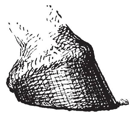 drawing of hoof