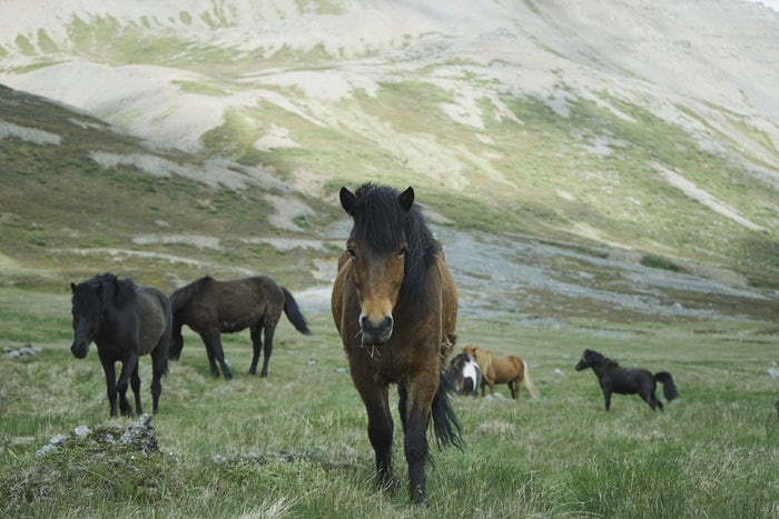 Wild horses - Photo Credit Oscar Nilsson unsplash