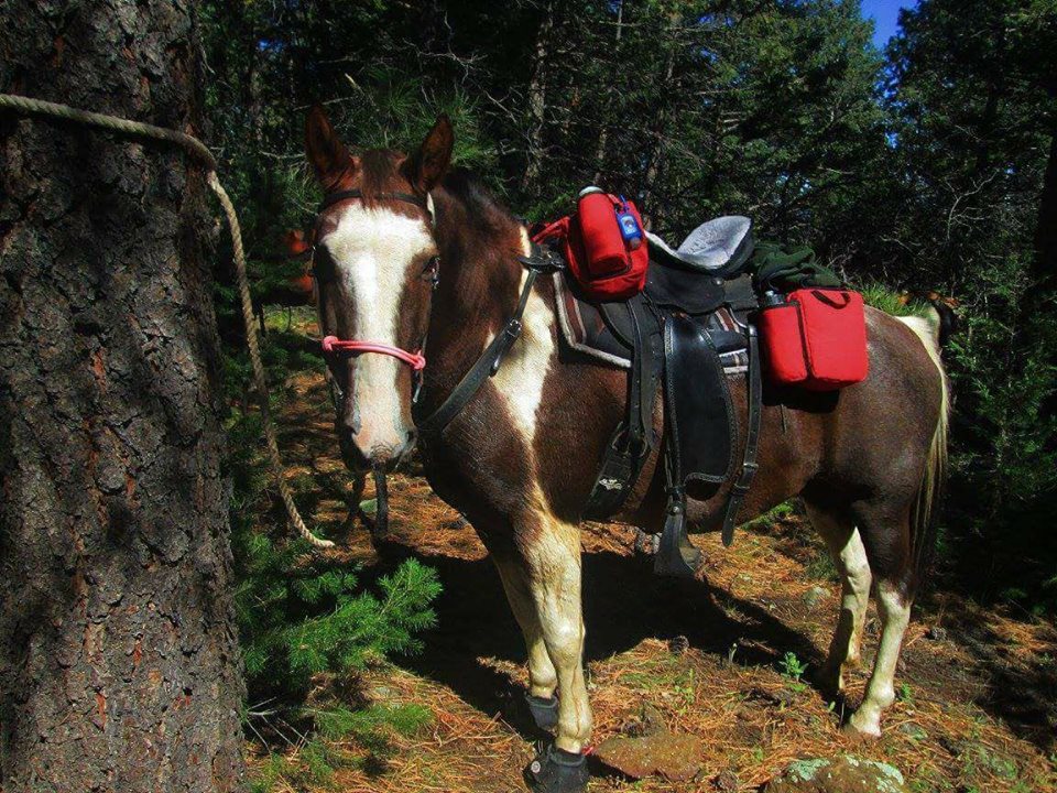 Lisa Westfall 's horse in Cavallo Hoof Boots