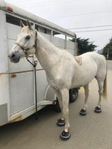 Rachel Long Nantucket Blue - Transport Air horse hoof boots outside trailer