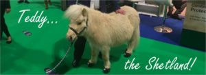 Teddy the Shetland Pony Mini - Cavallo Hoof Boots CLB Bling