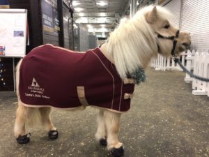 Teddy the Shetland in Cavallo CLB Bling Hoof Boots