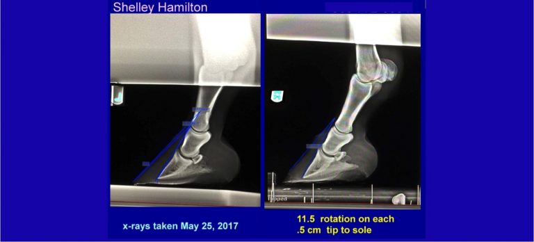 Shelley Hamilton Hoof X-Rays Cavallo Hoof Boots Laminitis Therapy no number