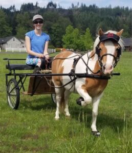 Cavallo Hoof Boots - Visor on a cart pony