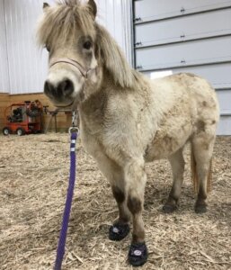 Mona - recovering from Laminitis in Cavallo Hoof Boots...