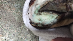 Hoof Abscess helped by using Cavallo Hoof Boots