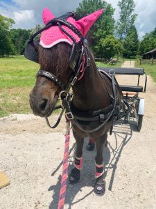 Mercedes the mini horse in Cavallo CLB Bling hoof boots driving