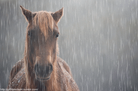 5 Climate Change Issues for Your Horse - Horse in rain