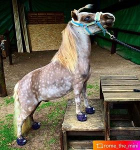 Rome the mini - Instagram Cavallo CLB Bling Hoof Boots