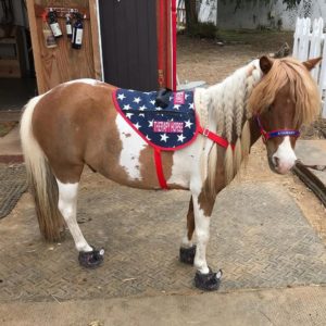 Squeaky the Mini Horse wishes America a Happy Birthday in Cavallo Bling CLB Hoof Boots