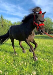 Mercedes the mini horse running in Cavallo CLB Bling Hoof Boots