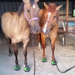 Cavallo Hoof Boots - Green Trek Testimonial