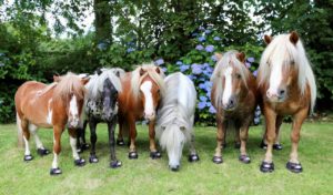 Emma Massingale mini horses size M1 to M4 CLB Hoof Boots