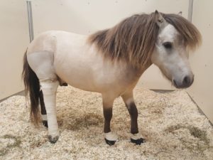 Mini Horse recovering from fracture and Laminitis in Cavallo CLB Hoof Boots