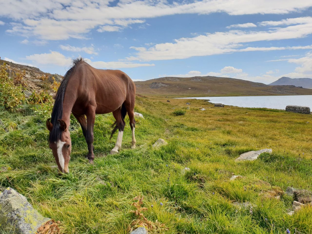 Horse grazing naturally - Cavallo Hoof Boots