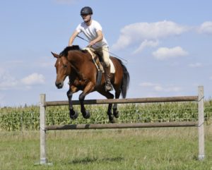 Free jumping in Cavallos Hoof Boots