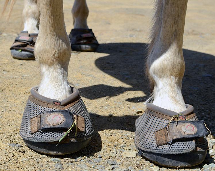 Cavallo Trek Hoof Boots University of Western Kentucky Study