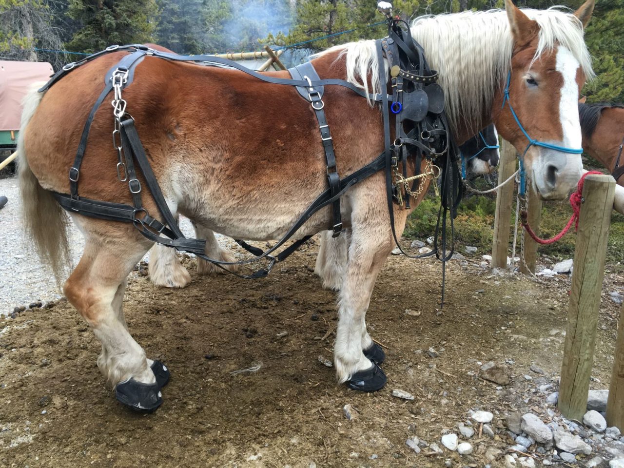 Ready for the Calgary Stampede Parade in Cavallo BFB Hoof Boots!